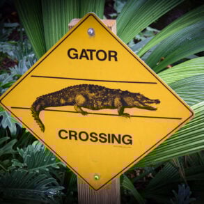 Gator Crossing sign