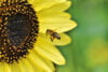 Bee at sunflower
