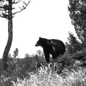 Black bear on edge of forest