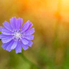 Chicory in afternoon light