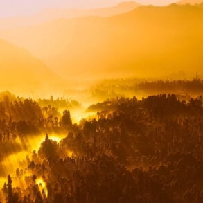 Jungle sunrise