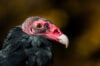 Turkey vulture