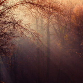 Autumn woods and smoke