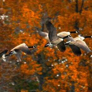 Canada geese flying in autumn