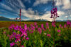Fireweed, mountains, Alaska