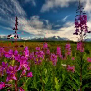 Fireweed, mountains, Alaska