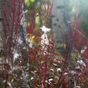 Fireweed going to seed