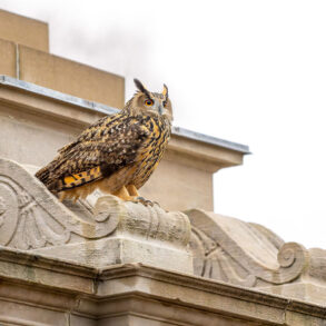 Flaco the Eurasian eagle-owl. Photo by David Lei.