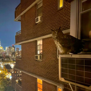 Flaco on A/C. Photo by Robin Herbst.