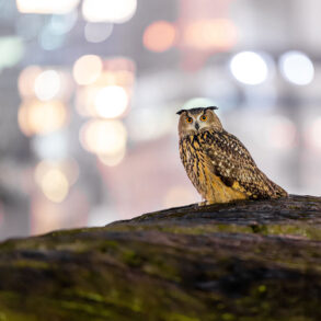 Flaco on rock. Photo by David Lei.