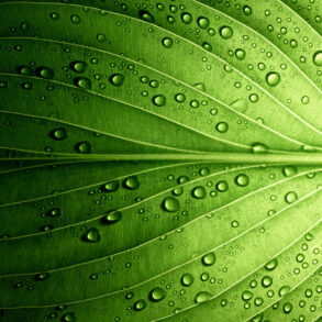 Macro photo of leaf with water droplets