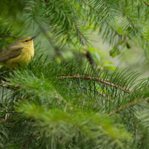 Orange-crowned warbler