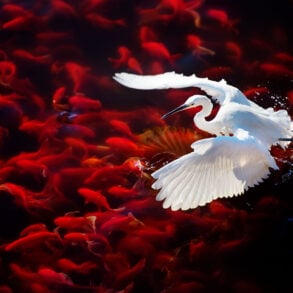 White heron flying ver red koi