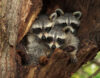 Baby raccoons in a tree