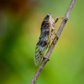 Cicada