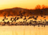 Geese flying from pond in winter sunrise