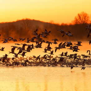 Geese flying from pond in winter sunrise
