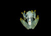 Glass frog seen from beneath