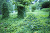 Kudzu