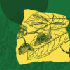 Common pawpaw