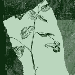 Jewelweed
