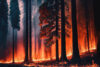 Forest fire
