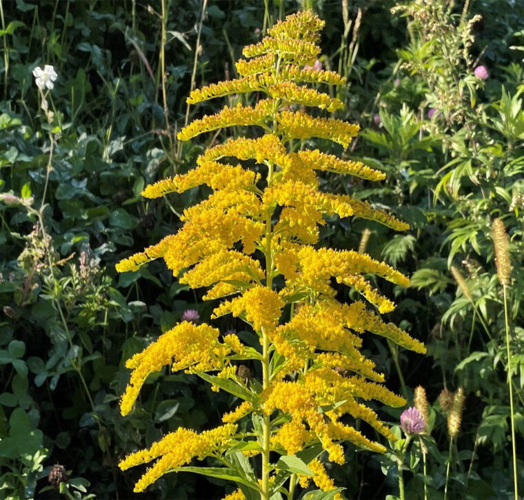 Flowering plant