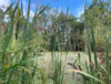 Wetlands