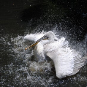 White pelican splashing in water