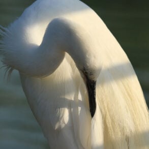 White egret preening