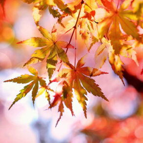Autumn maple leaves