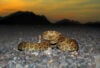 Mojave rattlesnake at twilight