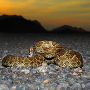 Mojave rattlesnake at twilight