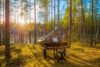 Grant piano in woods at sunrise