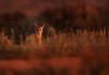 Desert fox in evening light