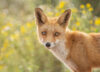 Fox in sunny field