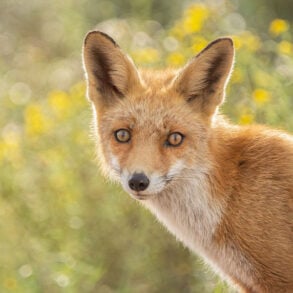 Fox in sunny field
