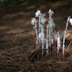 Ghost pipe mushrooms