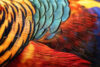 Closeup view of pheasant feathers
