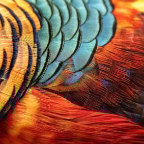 Closeup view of pheasant feathers