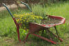 Old wheelbarrow with flowers