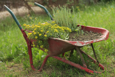 Old wheelbarrow with flowers