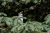 White-throated sparrow, singing