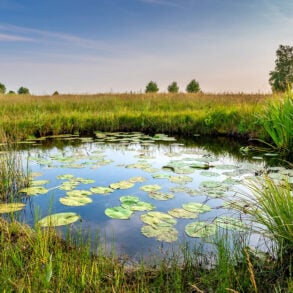 Lovely pond