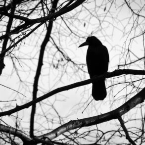 Silhouette of raven in tree