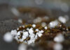 Hail on ground