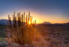 Organ pipe cactus in desert at sunset