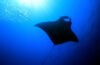 Manta ray