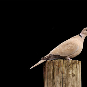Dove on fencepost