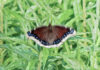 Mourning cloak butterfly